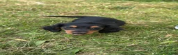 Miniature Dachshund dogs for sale: Adorable miniature dachshund puppies  - Advert 16