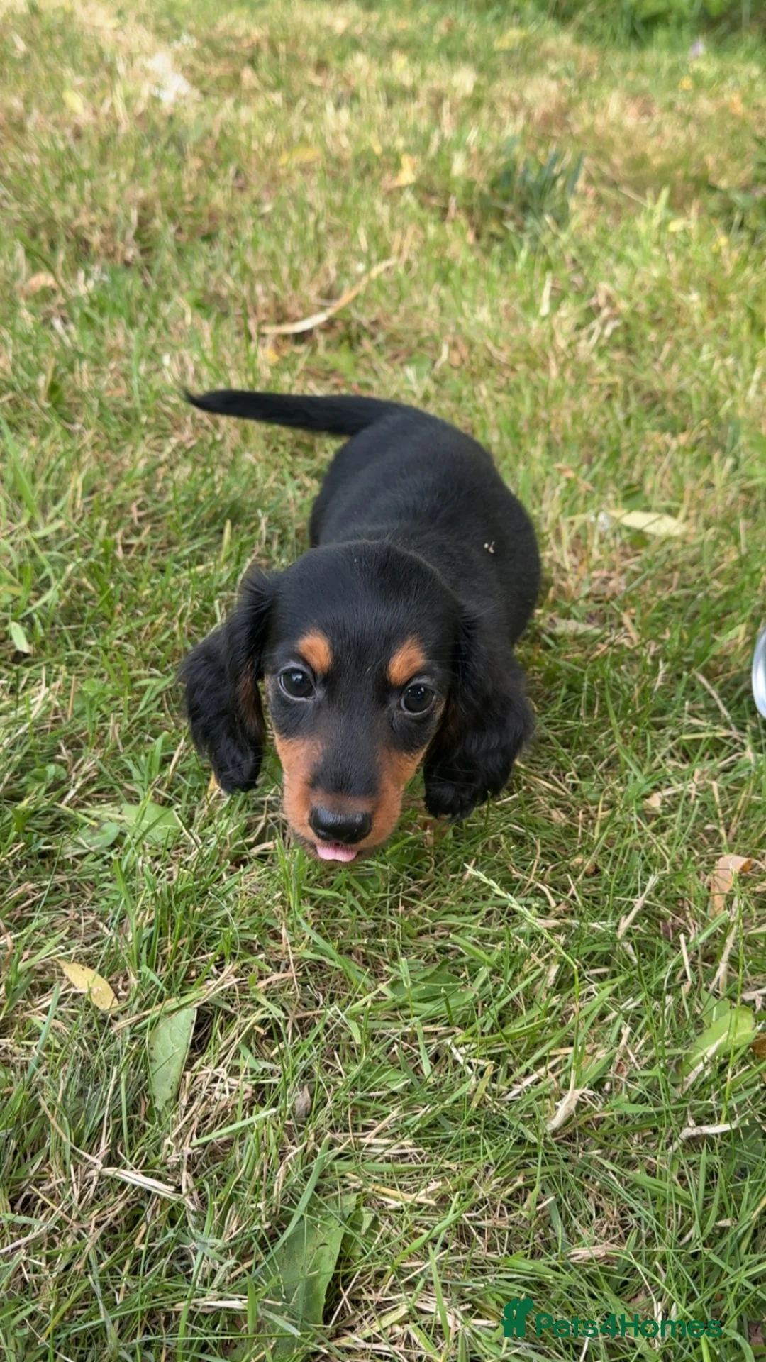 Miniature Dachshund dogs for sale: Adorable miniature dachshund puppies  - Advert 16