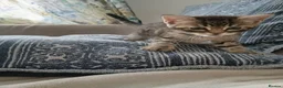 Mixed Breed cats for sale: Cuddly Tabby almost ready to leave - Advert 6