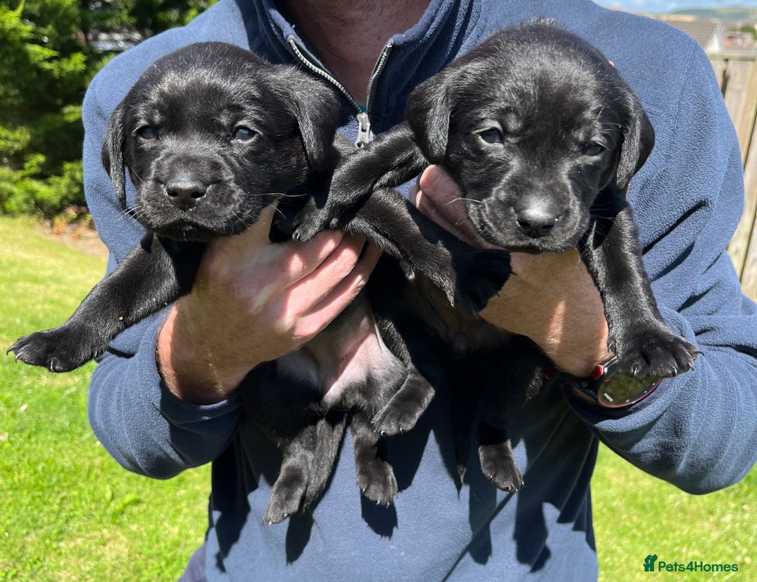 Labrador Retriever dogs for sale: KC Registered Black Labrador Puppies - Image 11