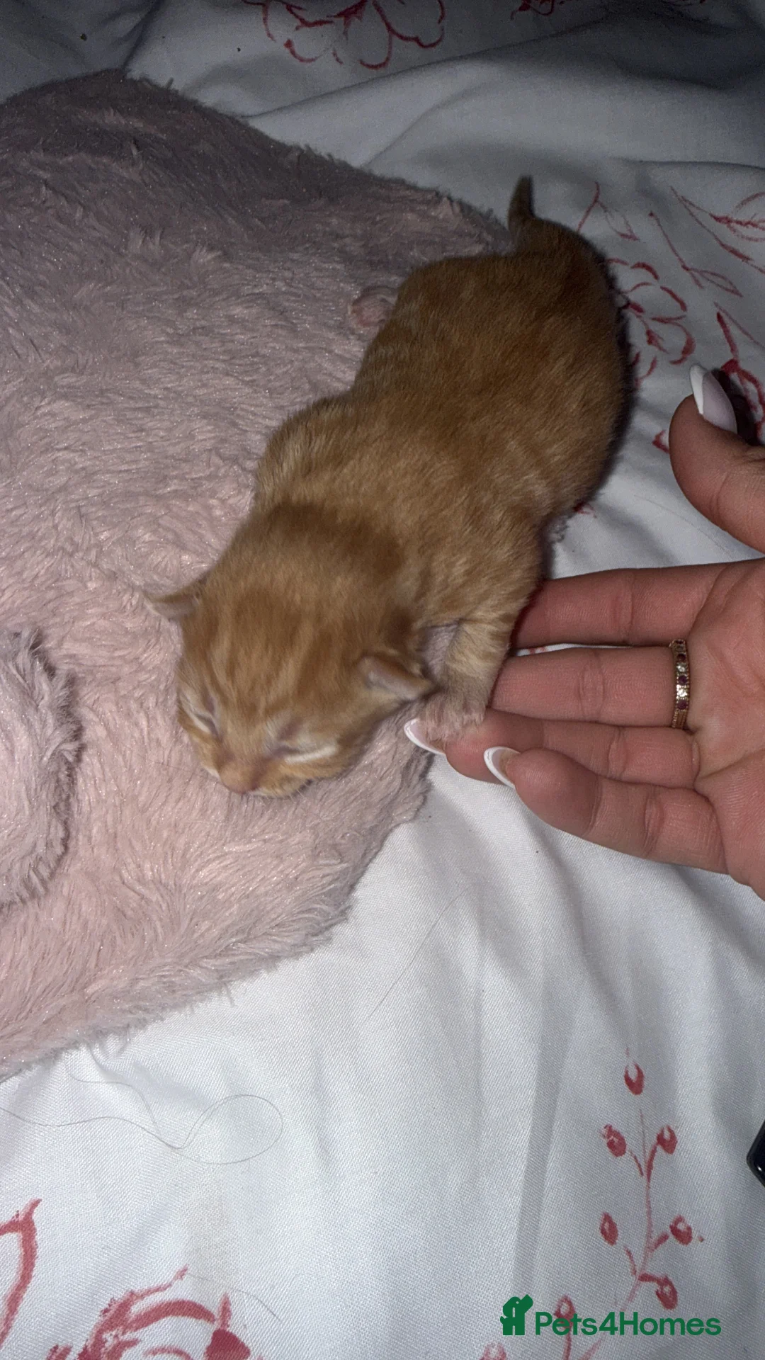 Maine Coon cats for sale: Maine coon mixed breed  - Advert 5