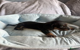 Miniature Dachshund dogs for sale: Miniature dachshund puppy’s  - Image 15