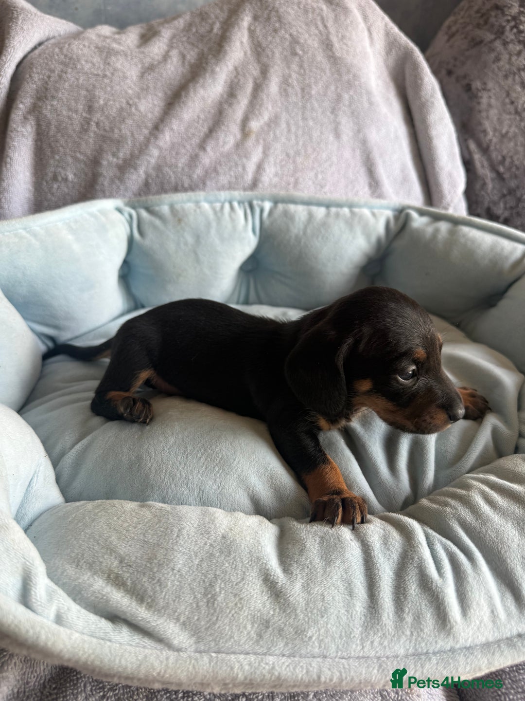 Miniature Dachshund dogs for sale: Miniature dachshund puppy’s  - Image 15