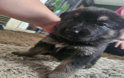 German Shepherd dogs for sale: 8 Beautiful fluffy German Shepherd pups  - Image 10