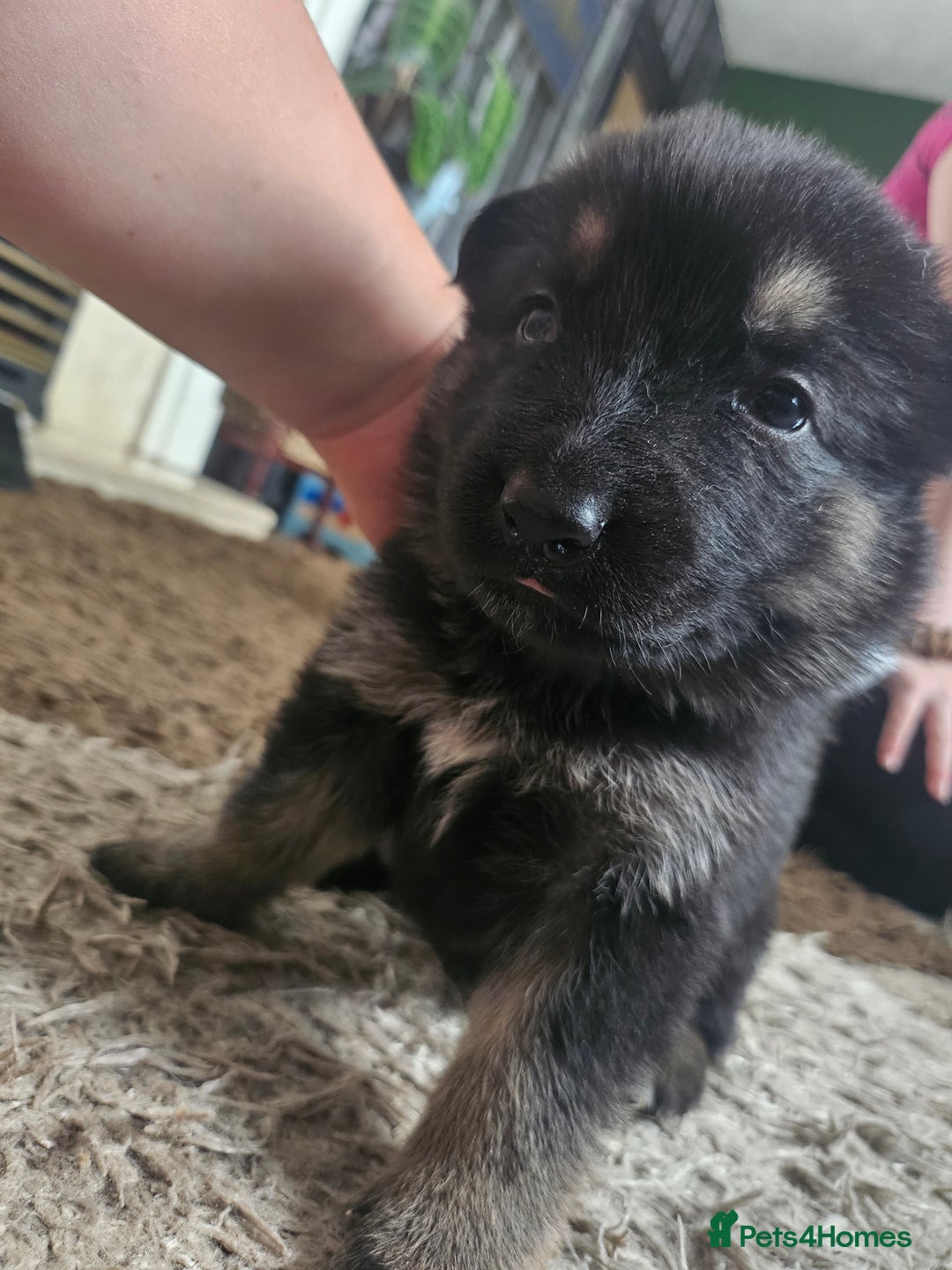 German Shepherd dogs for sale: 8 Beautiful fluffy German Shepherd pups  - Image 10