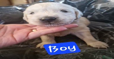 Golden Retriever dogs KC GoldenRetriver,READY DEC.20 - Advert 10