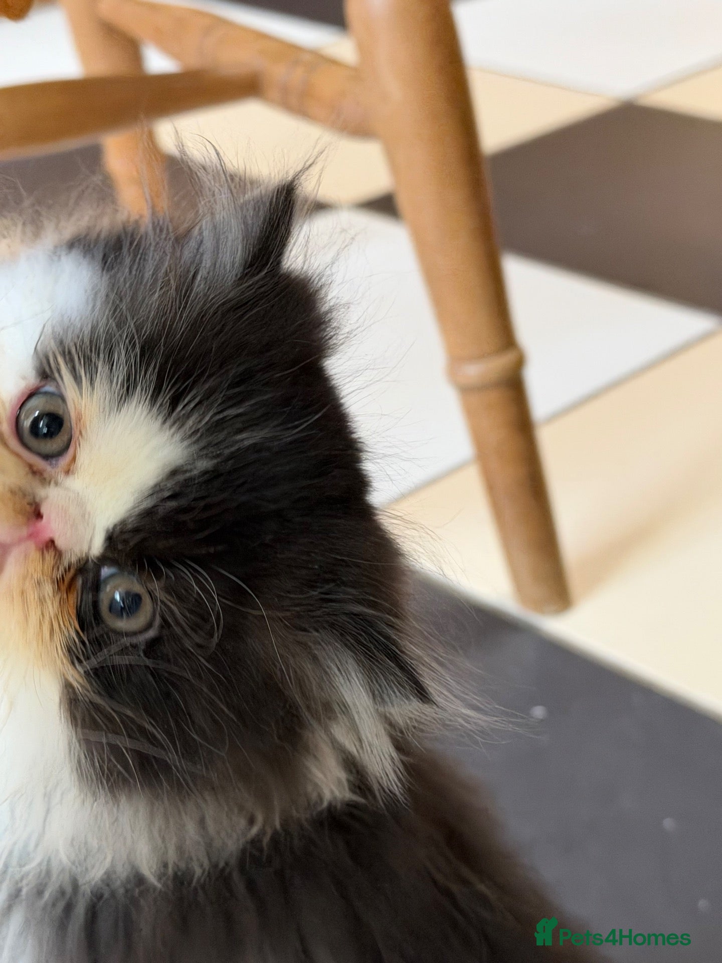 Persian cats Beautiful Pedigree Persian Kittens ready NOW - Advert 2