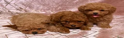 Maltipoo dogs for sale: ⭐️F1B Maltipoo⭐️Exceptional bloodline - Advert 3