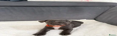 Staffordshire Bull Terrier Puppy 2