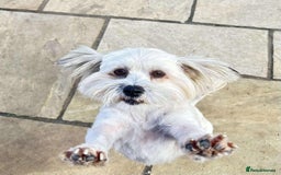 Mixed Breed dogs for adoption: Charming Chewy  - Image 1