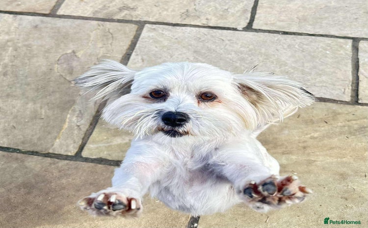 Mixed Breed dogs - Advert 1