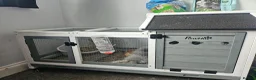 Lionhead rabbits for sale: Double maned rabbit - Advert 1