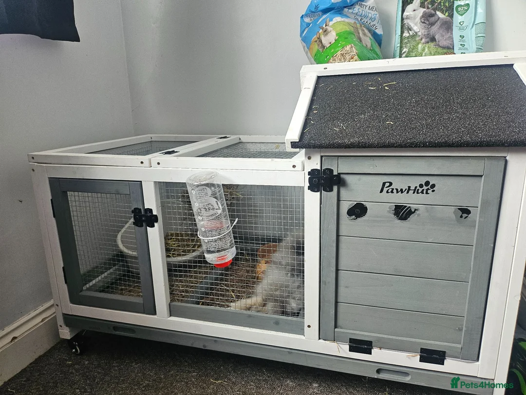 Lionhead rabbits for sale: Double maned rabbit - Advert 1