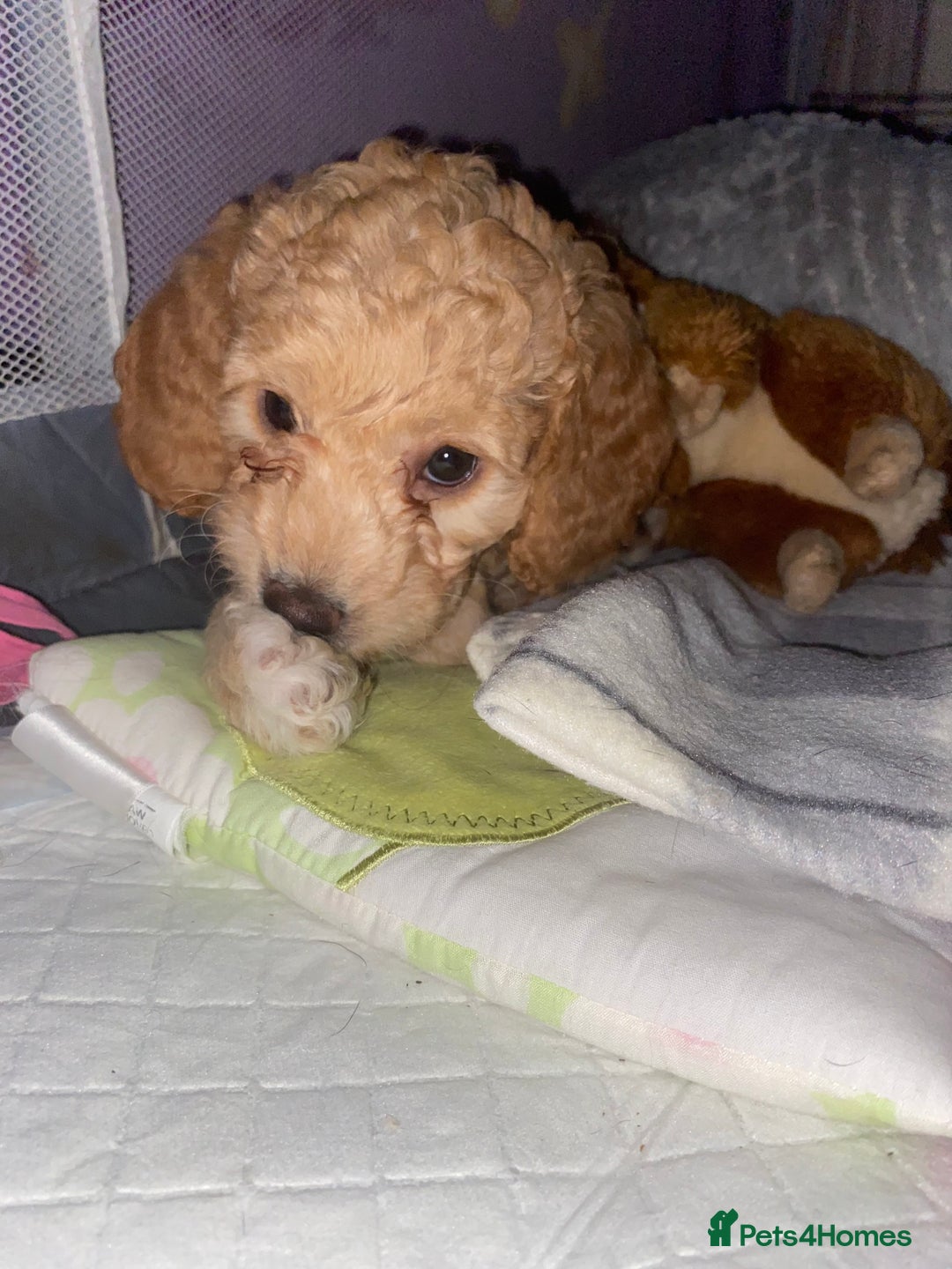 Cockapoo dogs for sale: ADD UPTO DATEREAD IN FULL  - Advert 10