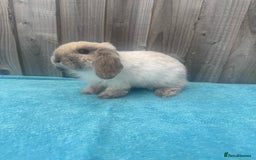 Mini Lop rabbits for sale: Mini lop babies ready to go - Image 13