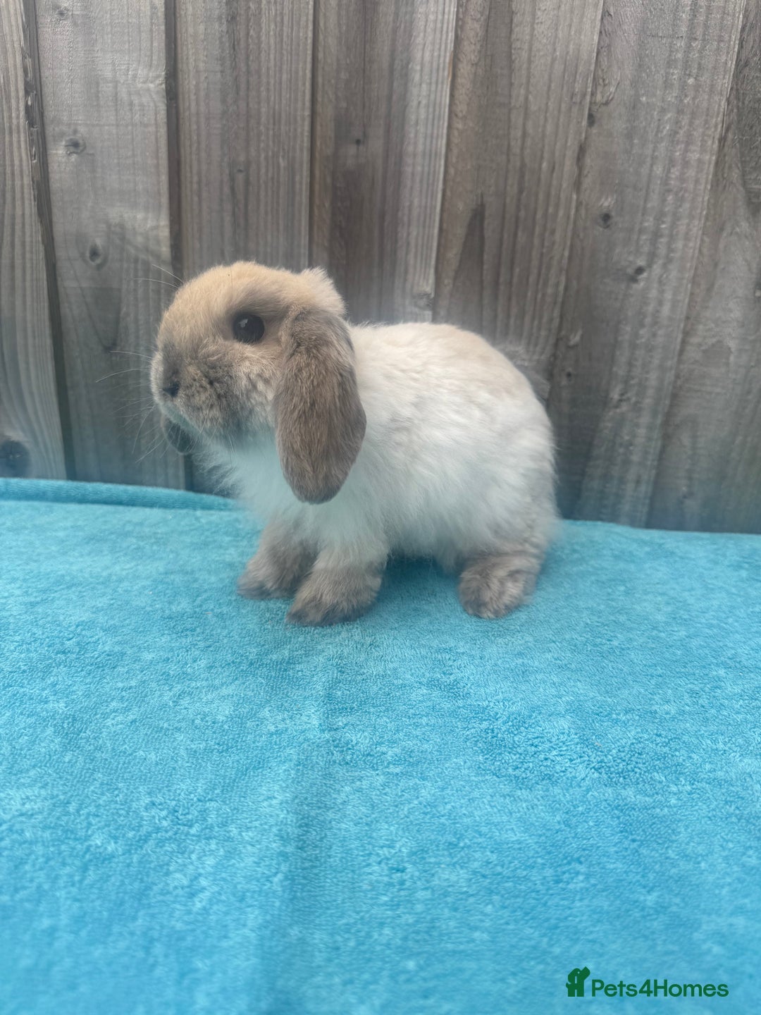 Mini Lop rabbits for sale: Mini lop babies ready to go - Image 13