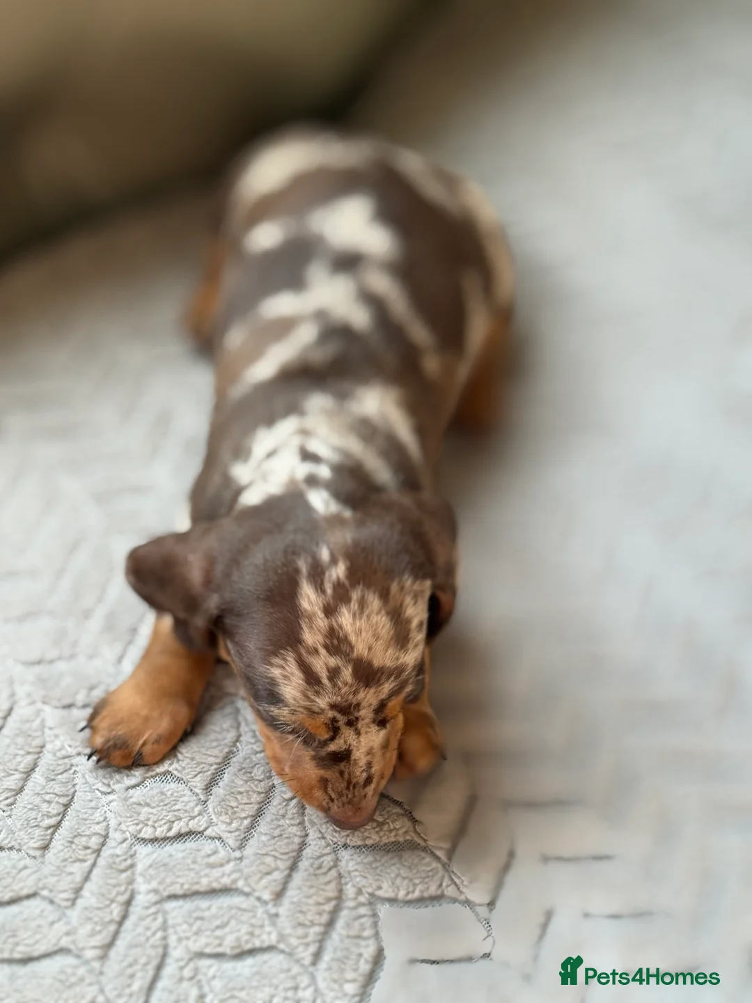 Miniature Dachshund dogs for sale: 🎀 SHOW QUALITY KC REGISTERED MALES AND FEMALES 🎀 - Advert 2