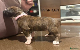 Boxer dogs for sale: Boxer Puppies  - Advert 28