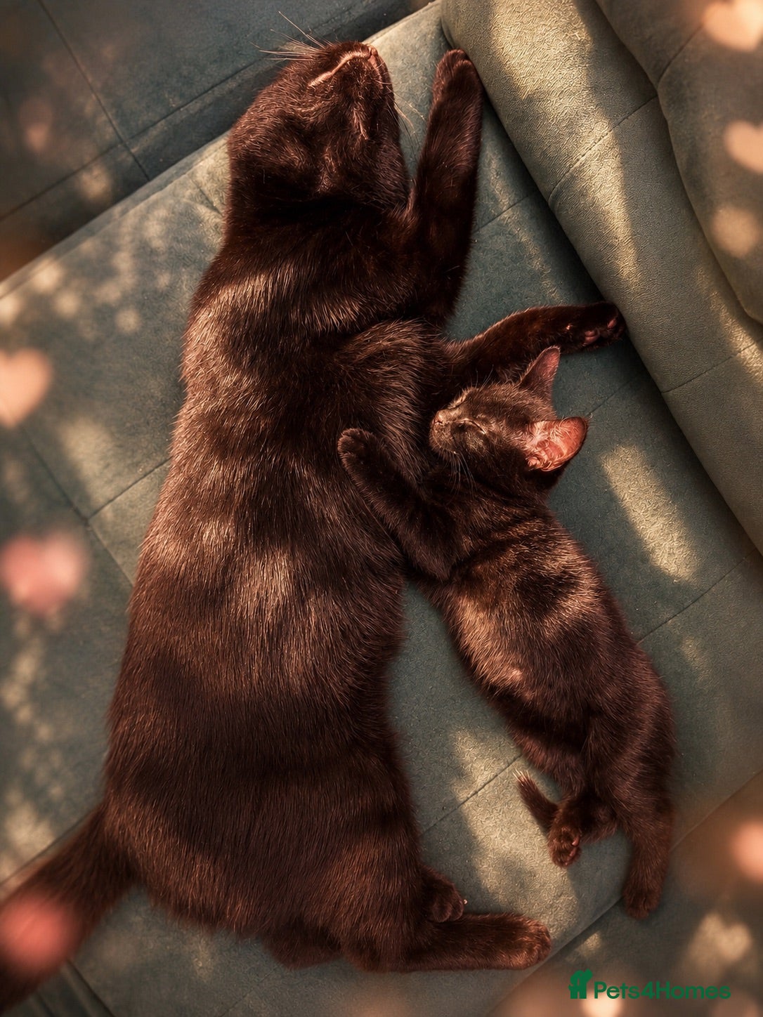 Mixed Breed cats Male kitten - Advert 2
