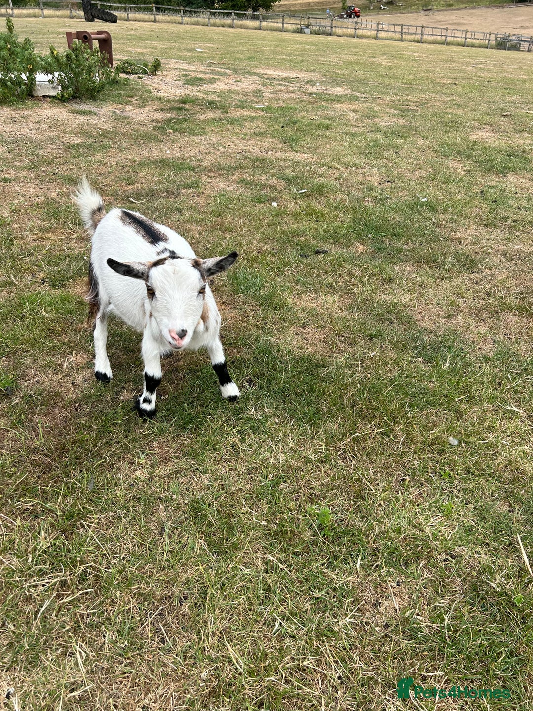 Goats livestock for sale: Pair of Pygmy Nanny’s  - Image 1