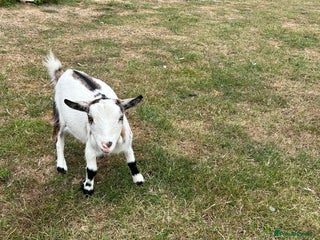 Goats livestock - Advert 35