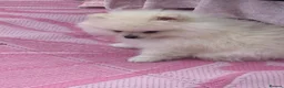 Pomeranian dogs for sale: White male baby Pomeranians  - Advert 12