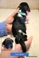 English Springer Spaniel 2