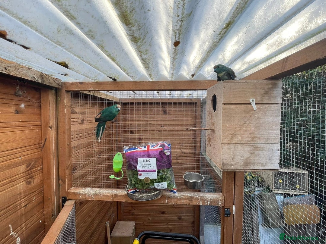 Parrots birds for sale: `Kakariki Pair of blues - Advert 5