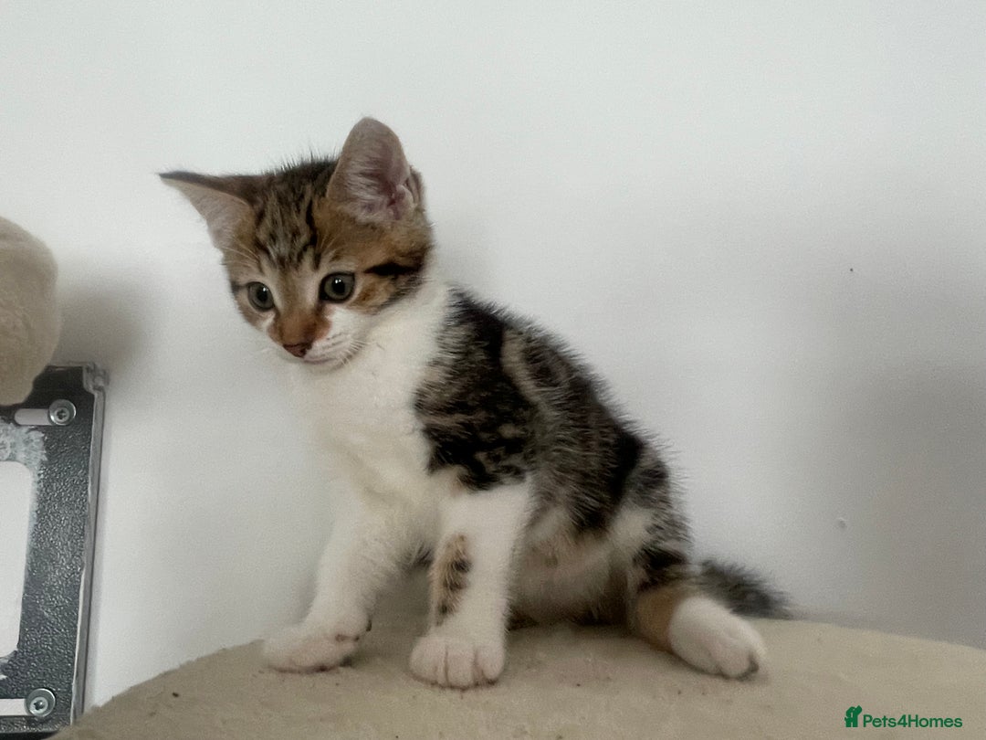 Mixed Breed cats for sale: Gorgeous tabby kittens are looking for new home  - Image 11