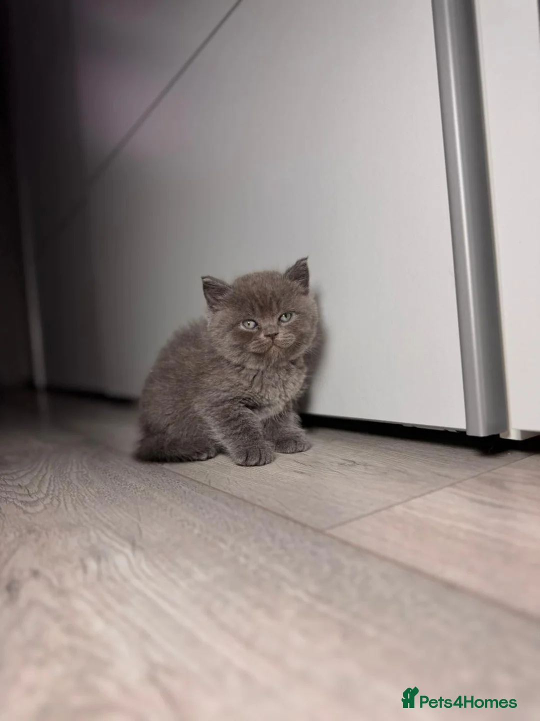 British Shorthair cats for sale: the boy with straight ears  - Advert 6