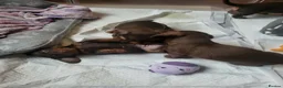 Dachshund dogs for sale: Dachschund puppies - Advert 13