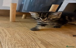 European cats for sale: Kitten for sale male  - Image 2