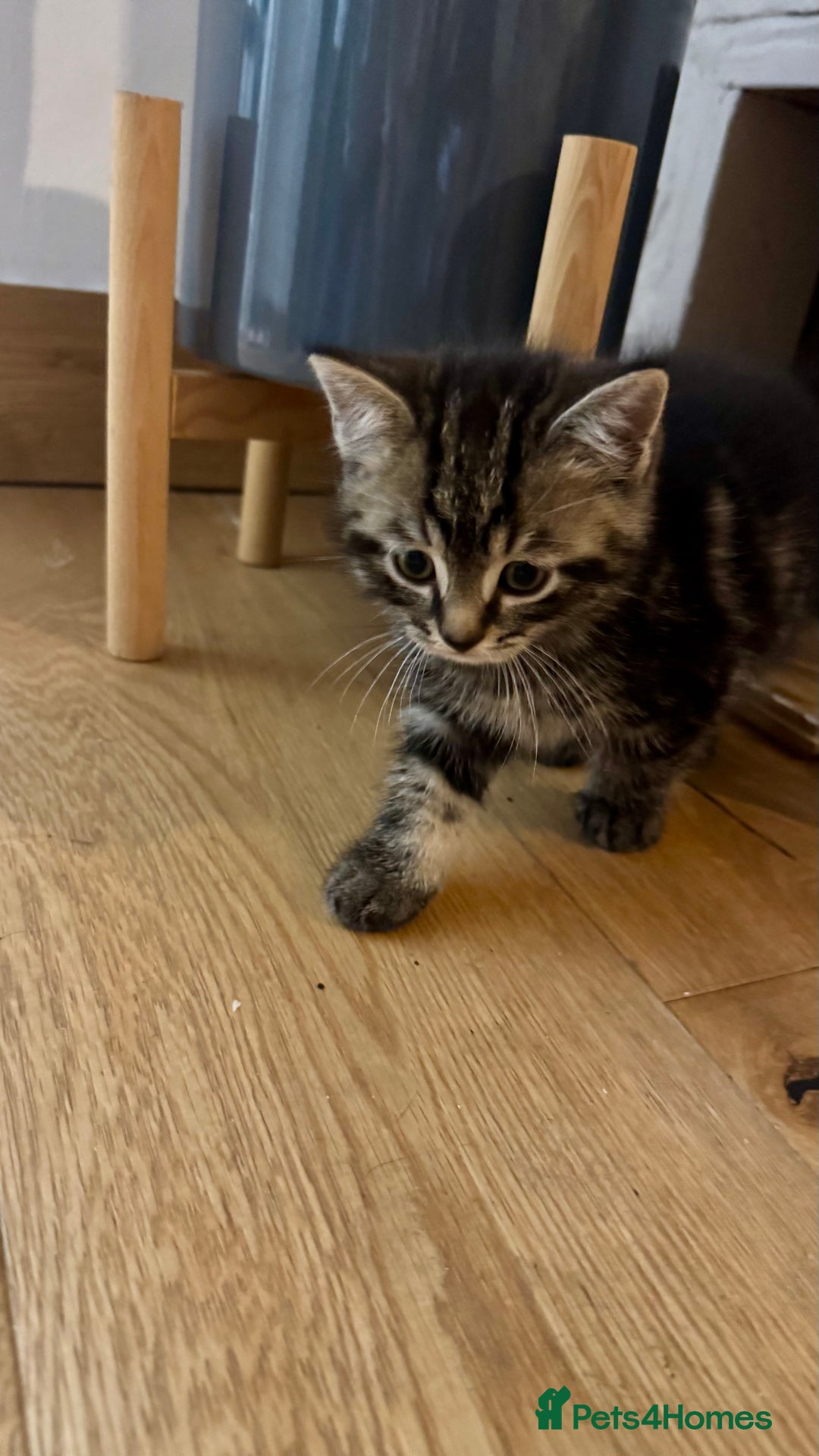 European cats for sale: Kitten for sale male  - Image 2