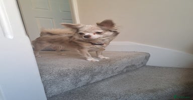 Chihuahua dogs - Advert 14
