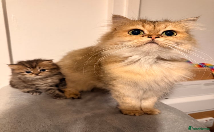 British Longhair cats Black shaded male boy - Advert 1