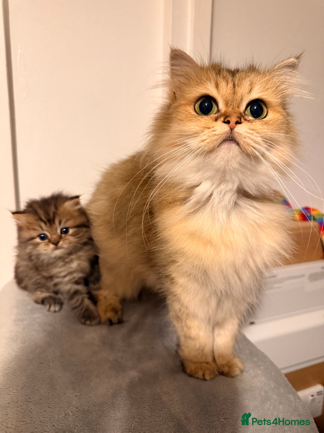 British Longhair cats for sale: Black shaded male boy - Advert 1