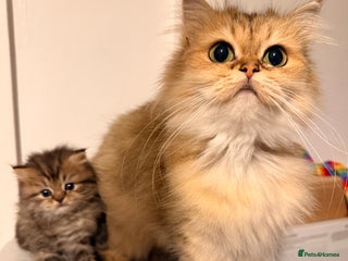 British Longhair cats Black shaded male boy - Advert 1