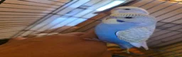 Budgerigars birds for sale: Hand tamed baby budgies for sale  - Advert 8