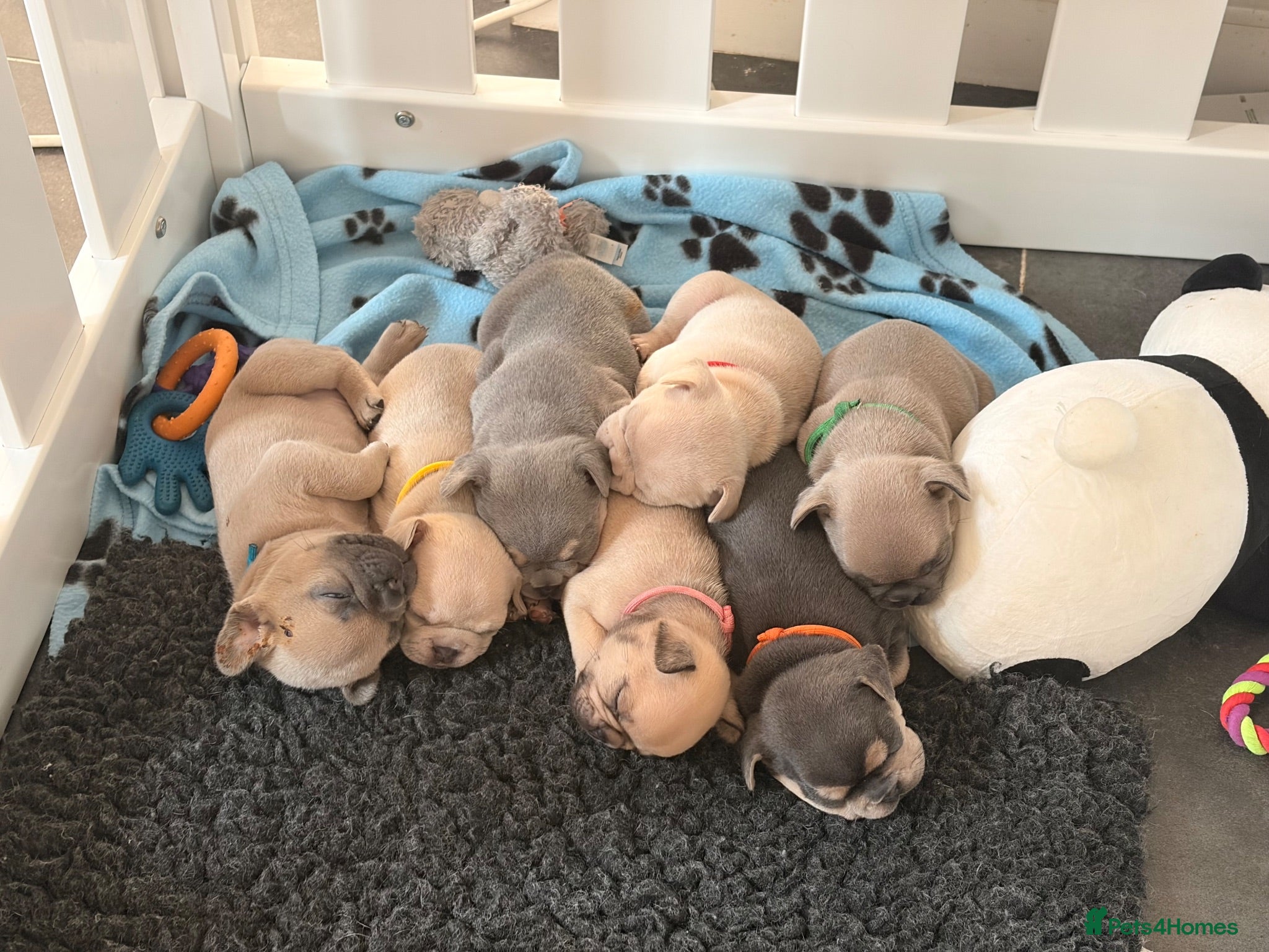 French Bulldog dogs Beautiful KC Registered French Bulldog Puppies 🐾 - Advert 6