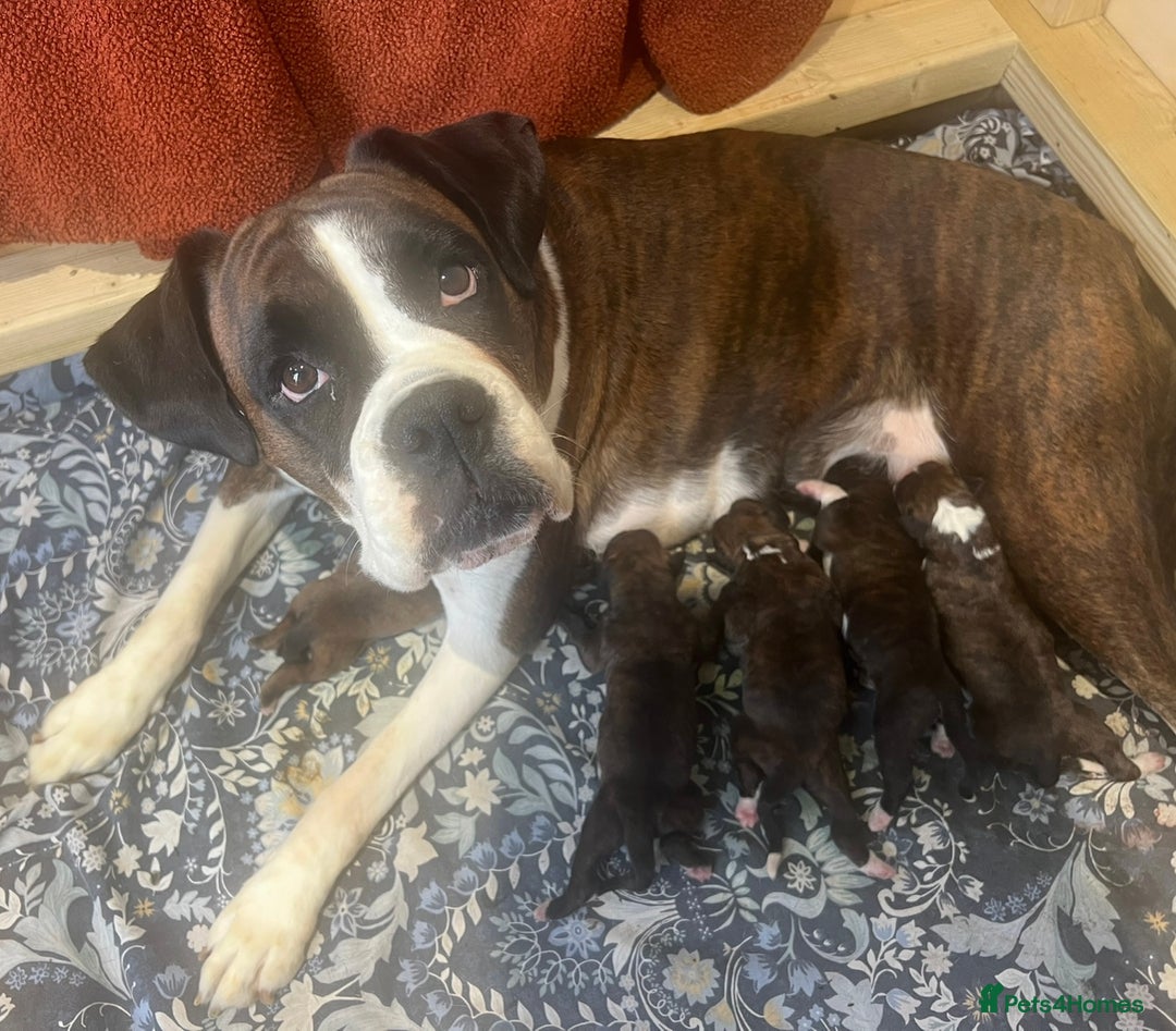 Boxer dogs for sale: 6 Beautiful Boxer Puppies - Image 1