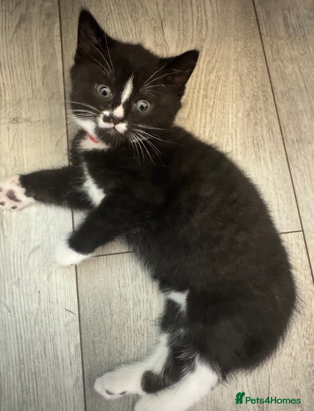 British Shorthair cats for sale: Blue British short-hair kittens - Advert 18