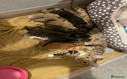 Mixed Breed cats for sale: 4 tabby kittens for sale  - Image 3