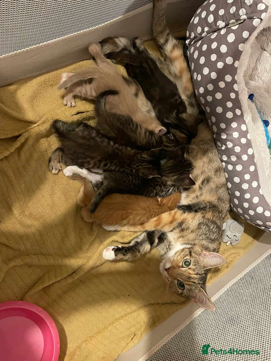 Mixed Breed cats for sale: 4 tabby kittens for sale  - Image 3