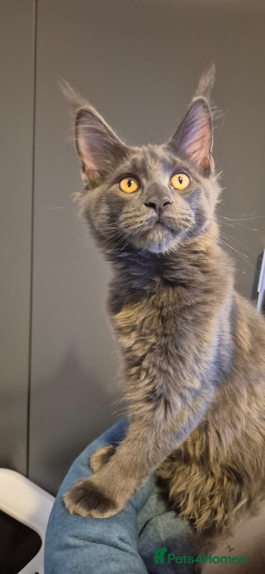 Maine Coon cats Maine Coon kittens AVAILABLE (Large) ready now - Advert 2