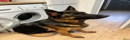German Shepherd dogs for sale: Gorgeous German shepherd puppies  - Advert 3