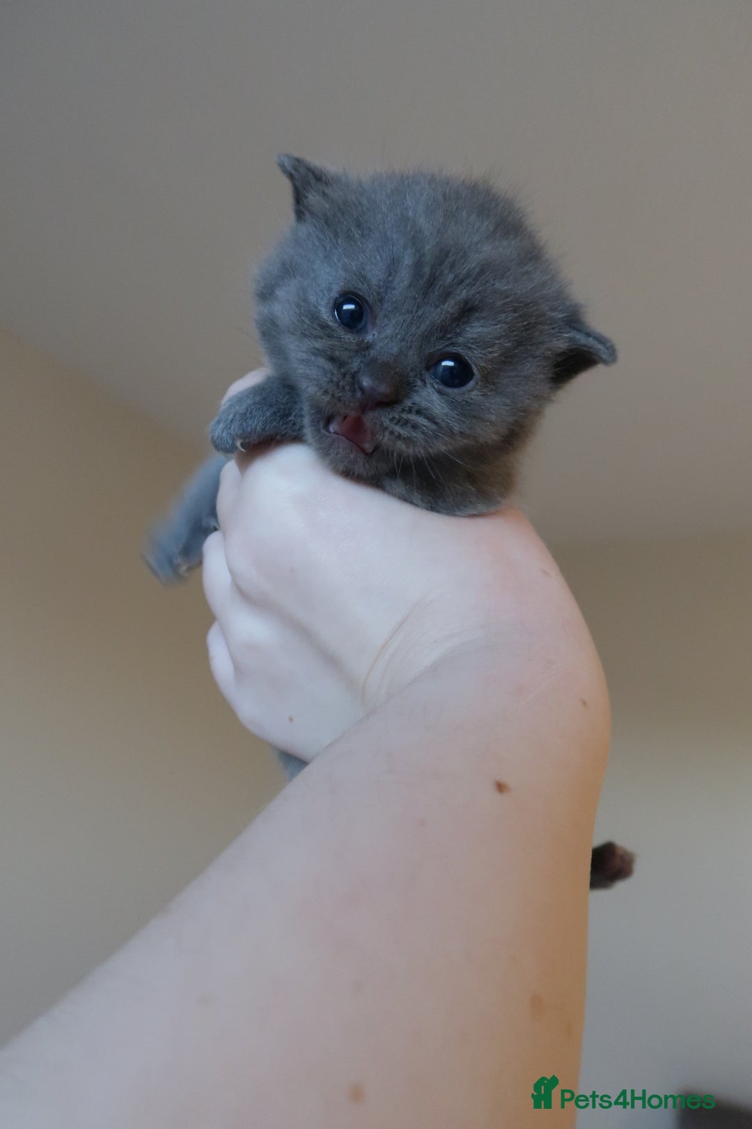 British Shorthair cats for sale: 2 left -GCCF Registered British Shorthair Kittens  - Advert 7