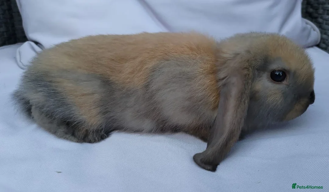 Mini Lop rabbits for sale: Cute French x Mini Lop Looking for Loving Homes! - Advert 31