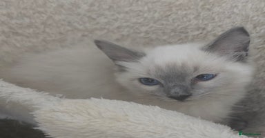 Ragdoll cats - Advert 1