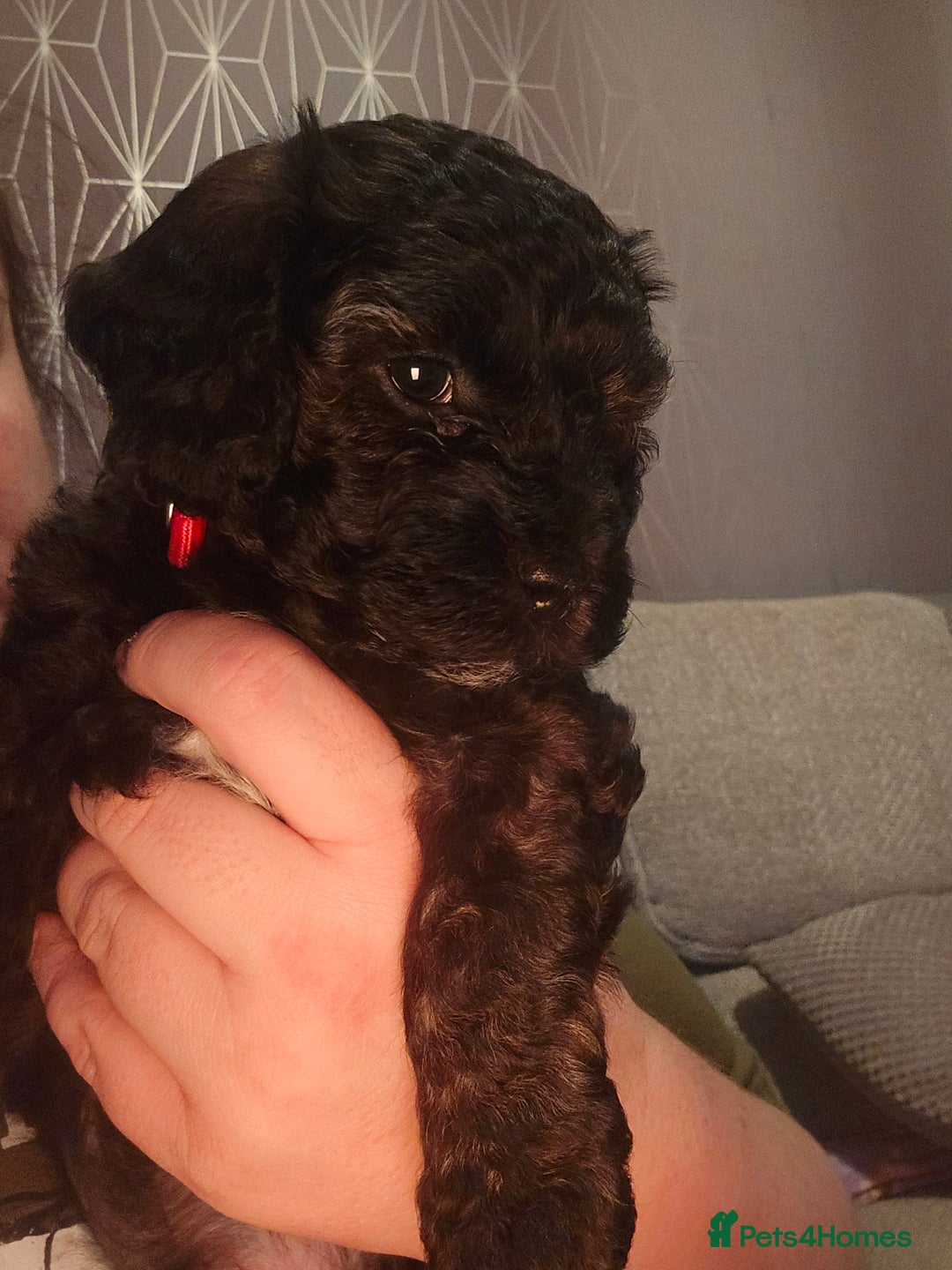 Shihpoo dogs for sale: 🐾REDUCED 2 Boys £800 - Shihpoo Puppies🐾 - Advert 36
