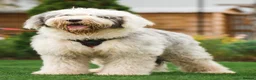 Sheepadoodle dogs for sale: Beautiful Black & White Sheepadoodles - Advert 9